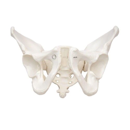 Esqueleto Pélvico Masculino, Anatomia