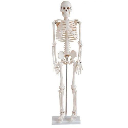 Esqueleto Humano 85 Cm