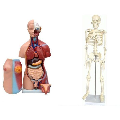 Torso De 45 Cm Bissexual +esqueleto De 85 Cm.