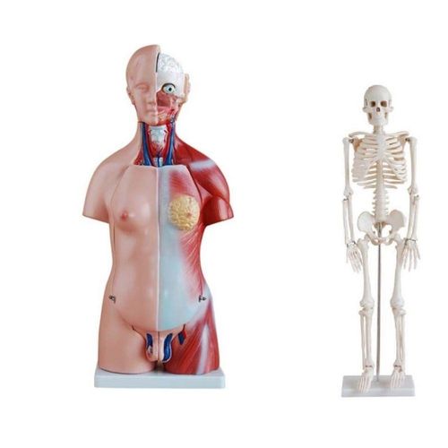 Torso Humano Bissexual 45 Cm + Esqueleto 85 Cm