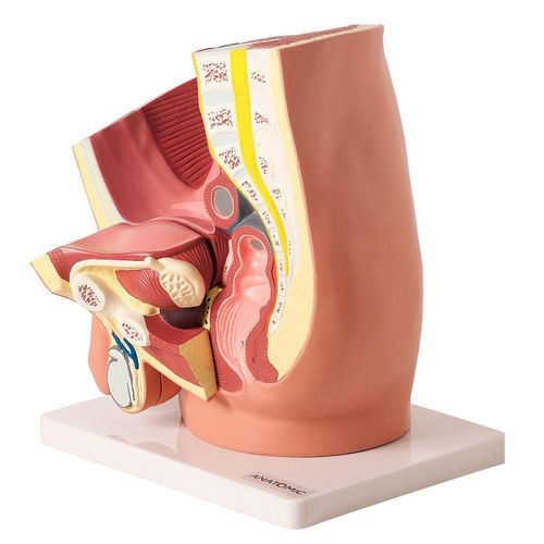 Pelve Masculina Em Corte Mediano, Anatomia