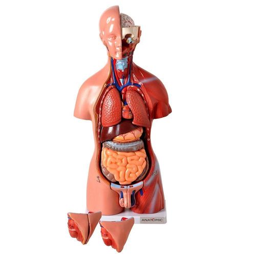 Torso Humano 45 Cm Altura Bissexual Coluna Exposta 25 Pts