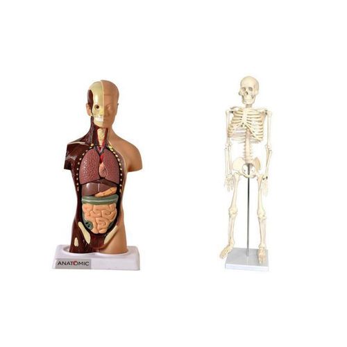 Esqueleto 45 Cm + Torso Humano De 28 Cm 14 Partes