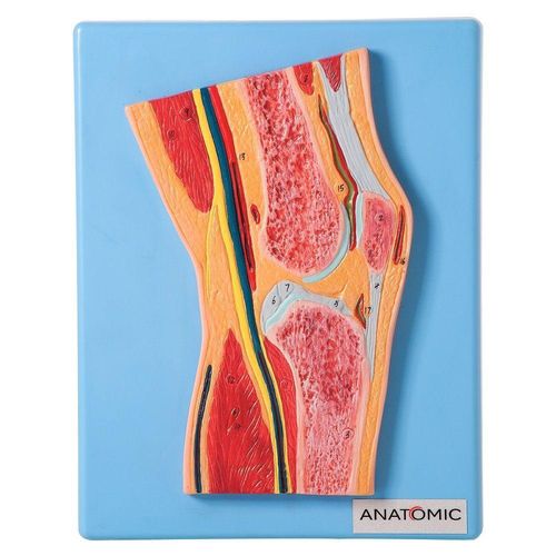 Secção Mediana da Articulação do Joelho Anatomia