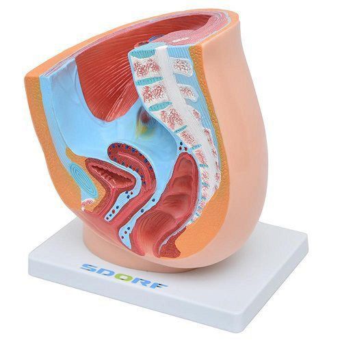 Pelve Feminina Em Secção 1 Parte, Anatomia