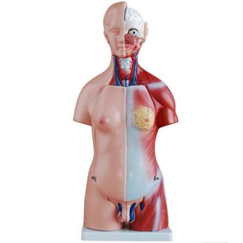 Torso 45cm Bissexual Com Coluna Exposta 25 Partes