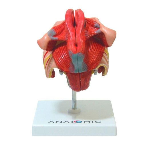 Órgão Genital Feminino Dividido Em 4 Partes, Anatomia