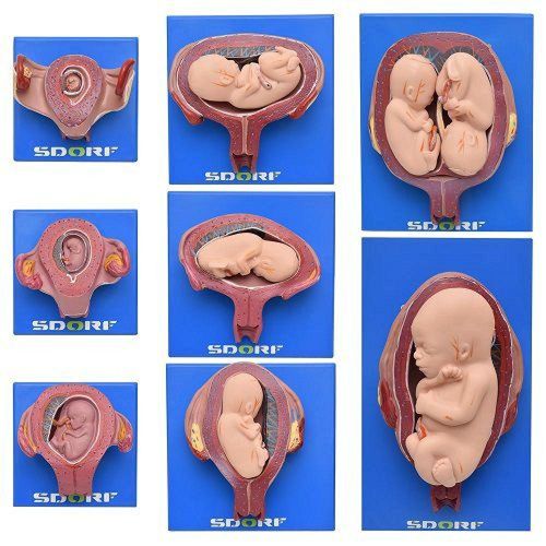 Desenvolvimento Embrionário Em 8 Estágios Modelo Anatomia