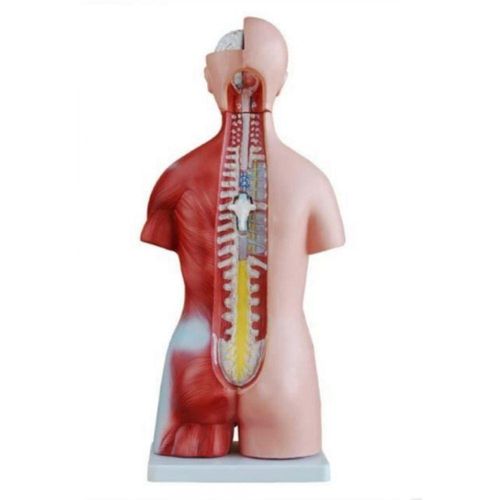 Torso Humano Bissexual 45 Cm Abertura Nas Costa Em 25 Partes