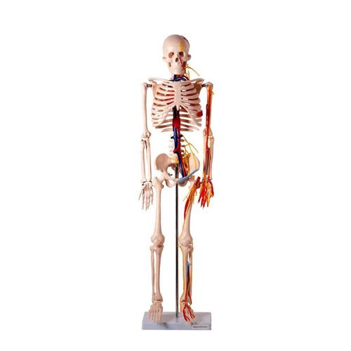 Esqueleto Humano 85 Cm Articulado Com Nervos