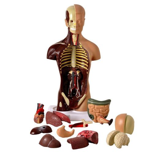 Torso Humano 28cm Altura Assexuado Em 14 Pts Anatomia