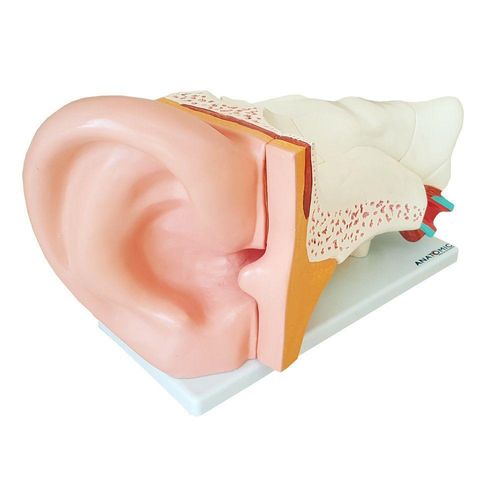 Ouvido Ampliado 3x Em 6 Partes, Anatomia