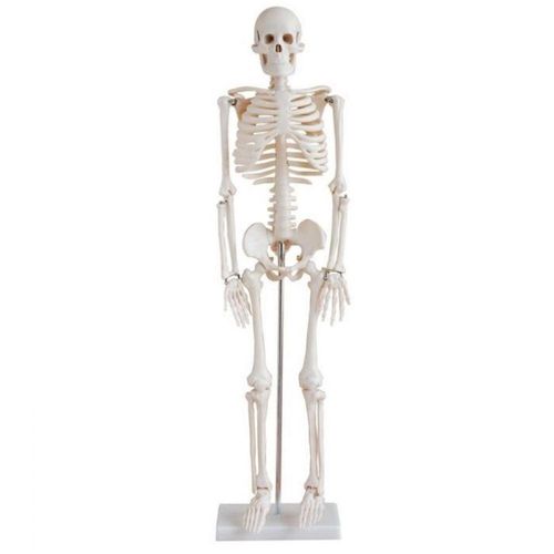 Esqueleto Humano De 85cm