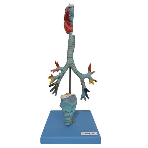 Traqueia , Laringe E Árvore Brônquica, Anatomia