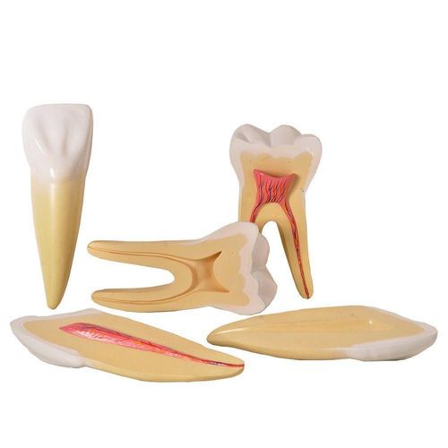 Dentes Ampliados-canino,incisivo E Molar, Anatomia