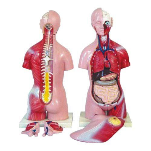 Torso Humano Bissexual 45 Cm 24 Pts Modelo Anatomia
