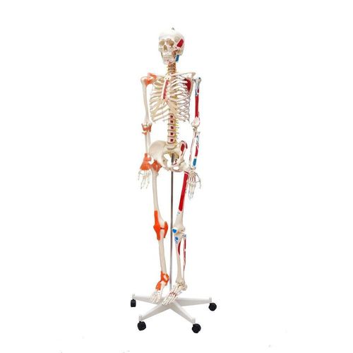 Esqueleto Humano Padrão 1,70cm Articulação Inserções